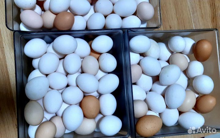 Яйцо домашнее, Сок Тыквенный, Консервация