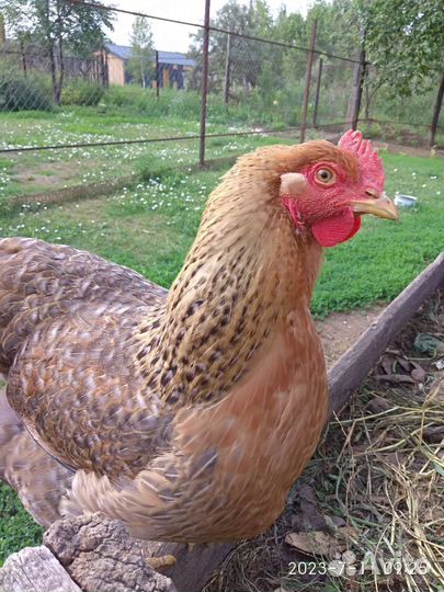 Инкубационное яйцо кур белефельдер и амераукана