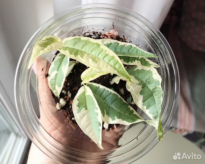 Фикус сагитата вариегатный в тепличке