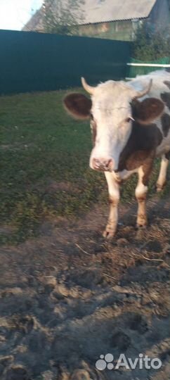 Телка стельная