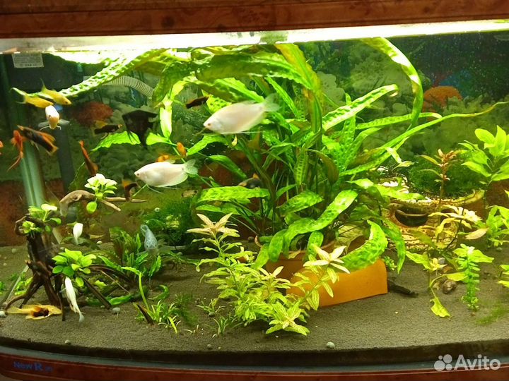 Аквариум jebo 200л