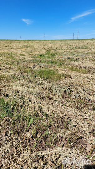 Сено россыпью