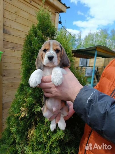 Бигль щенки мальчики с документами