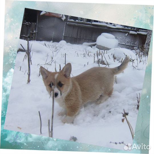 Щенки вельш корги пемброк