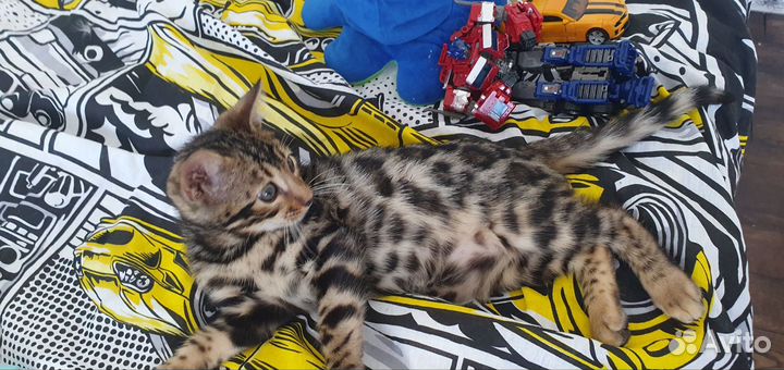 Бенгальские котята