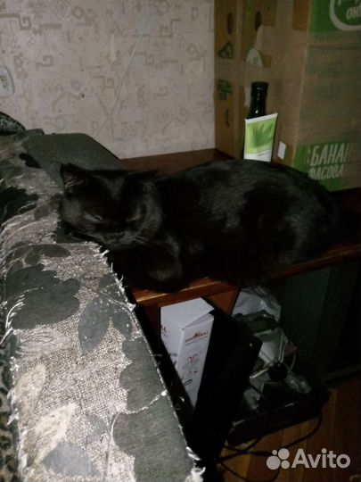 Британская