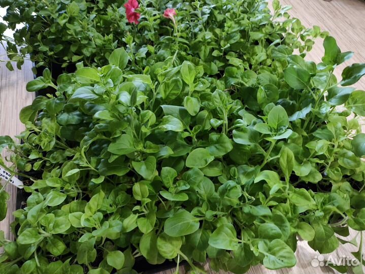 Цветы петунии рассада