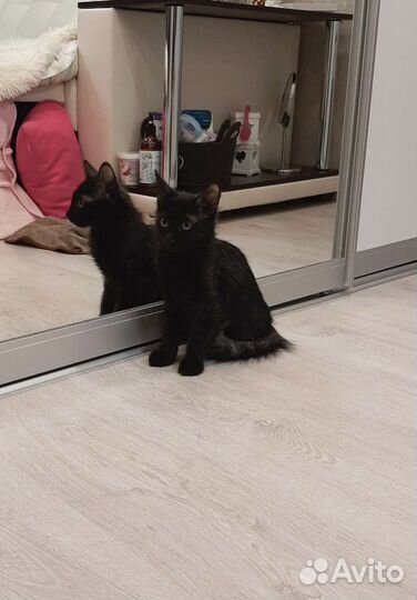 Том в добрые руки