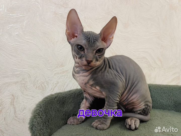 Кошки сфинкс