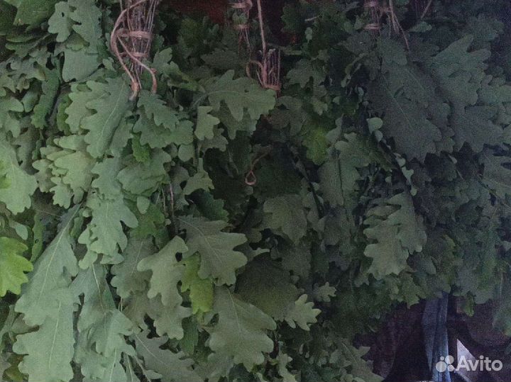 Дубовые веники для бани
