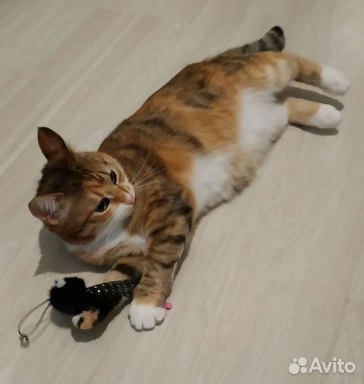 Великолепная Монифа. Молодая кошка стерелизован