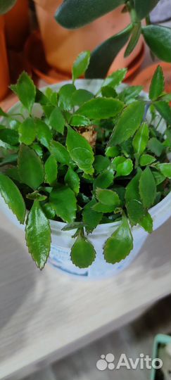 Комнатные растения цветы бесплатно