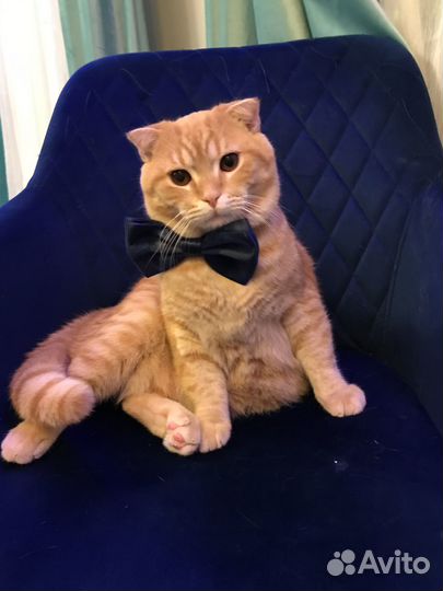 Шотландский кот вязка