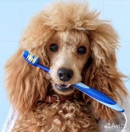 Чистка зубов ультразвуком у вас дома