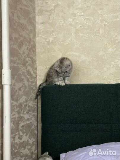 Британская