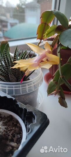 Кактусы и суккуленты