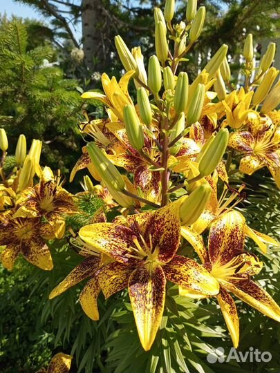 Садовые цветы