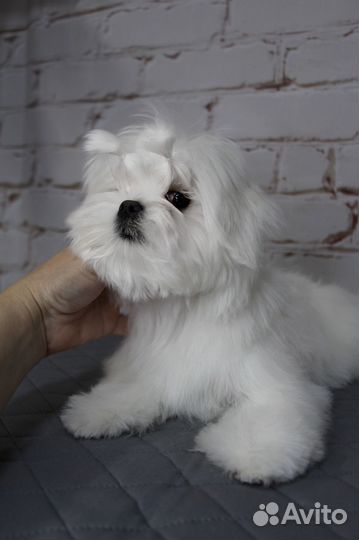 Мальтезе девочка стандарт, мальтийская болонка