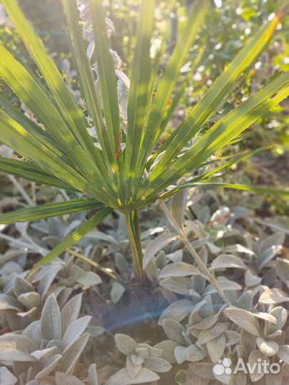 Многолетние цветы