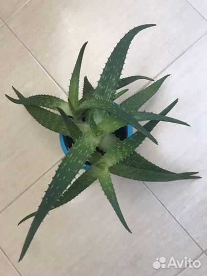 Алоэ -Вера, 4 года 800;2 года 400