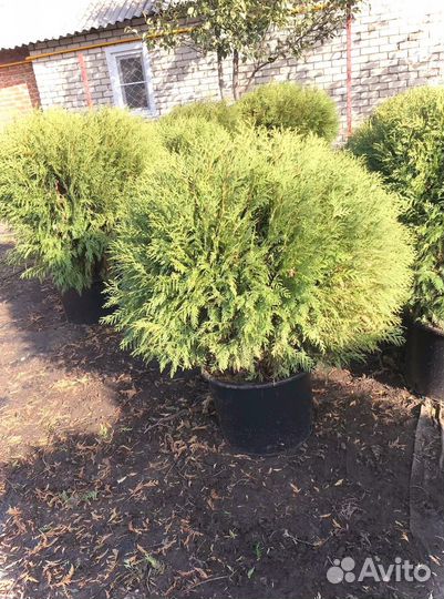 Туя вудварди