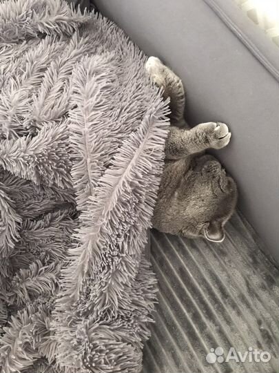 Вязка кота бесплатно