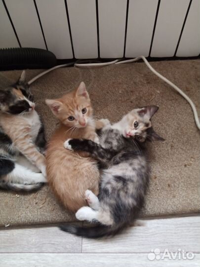 Котята