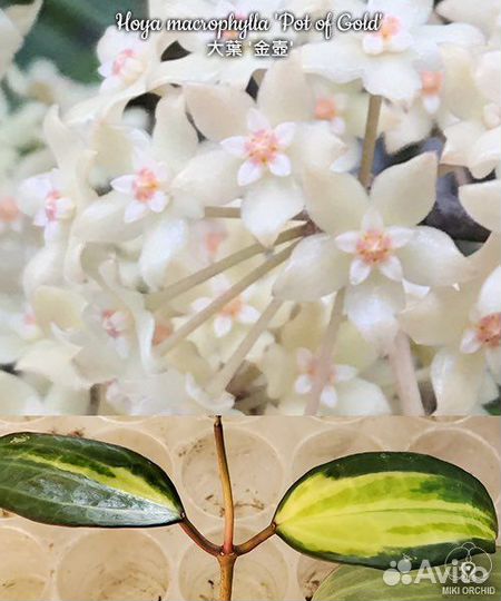Хойя Макрофилла Pot Of Gold