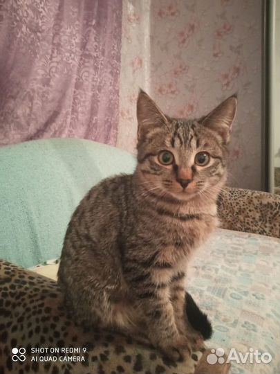 Котенок тигровый 3 мес