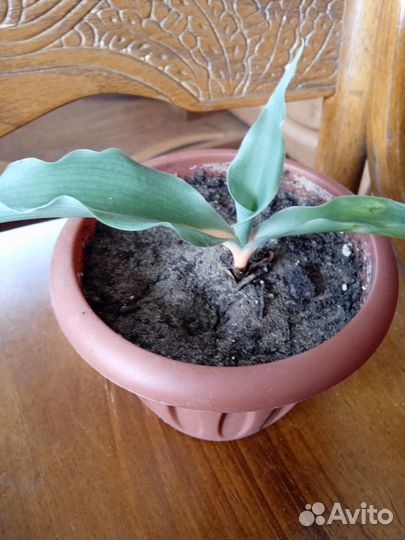 Хлорофитум оранж