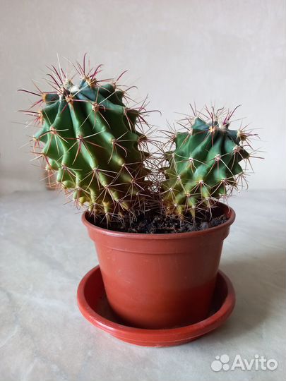 Кактусы в горшке