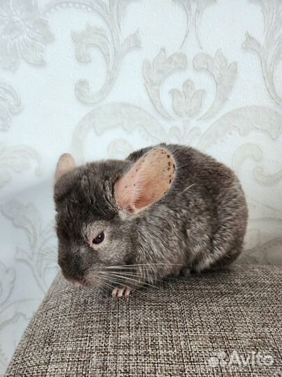 Шиншиллы с клеткой