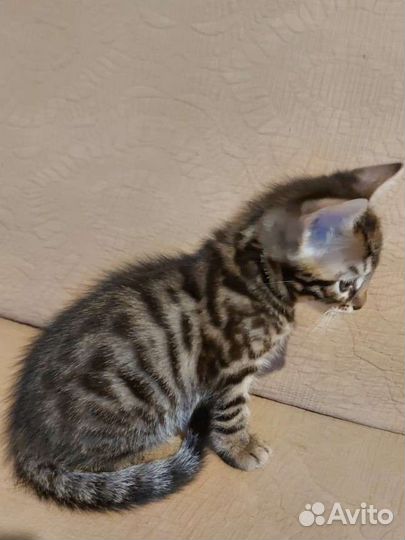 Бенгальская кошка