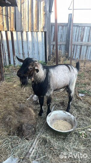 Козел альпийский