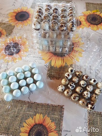 Яйца и тушки перепелиные