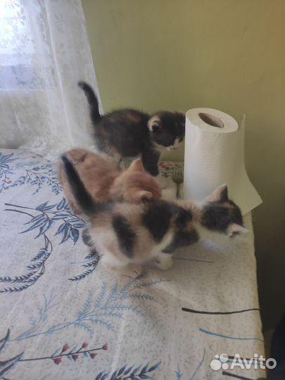 Отдам котят в добрые руки