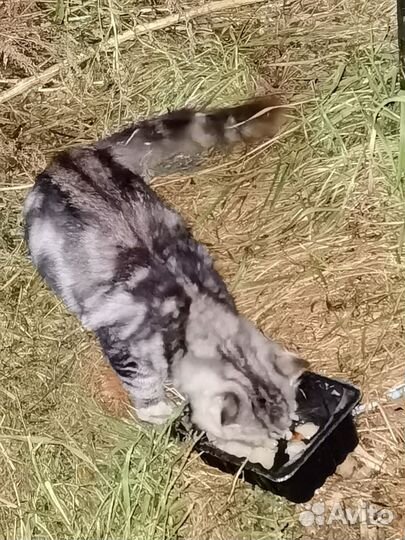 Котик в добрые руки
