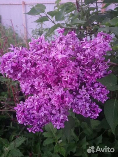 Сирень махровая