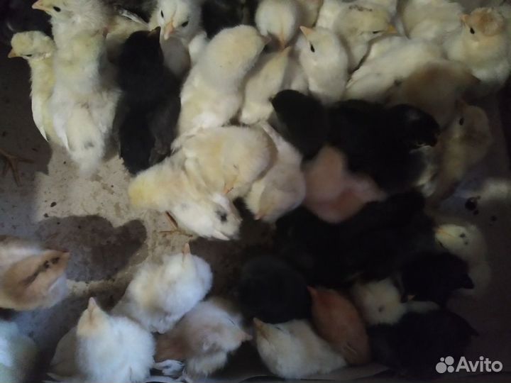 Цыплята