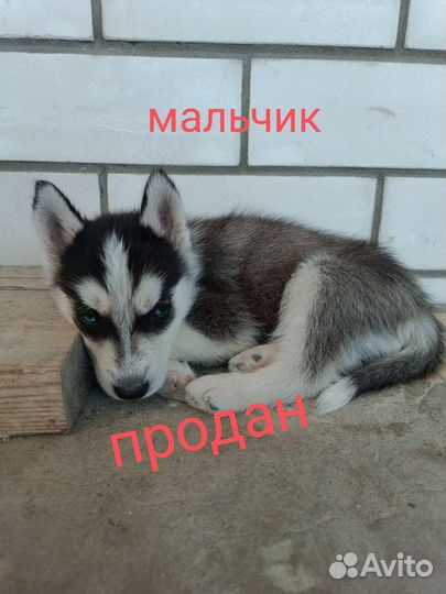 Сибирский хаски