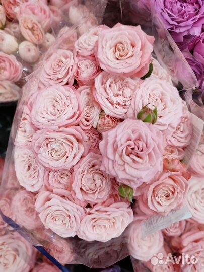 Кустовые пионавидные розы