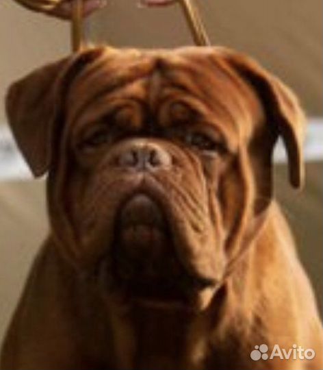 Бордоский дог Интерчемпион на вязку