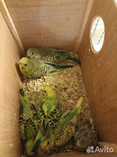 Волнистый попугай