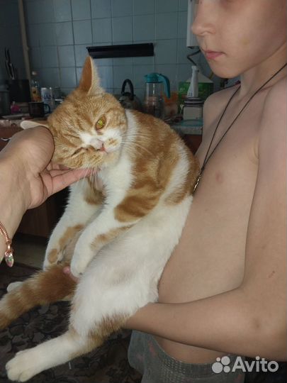 Кошка на вязку