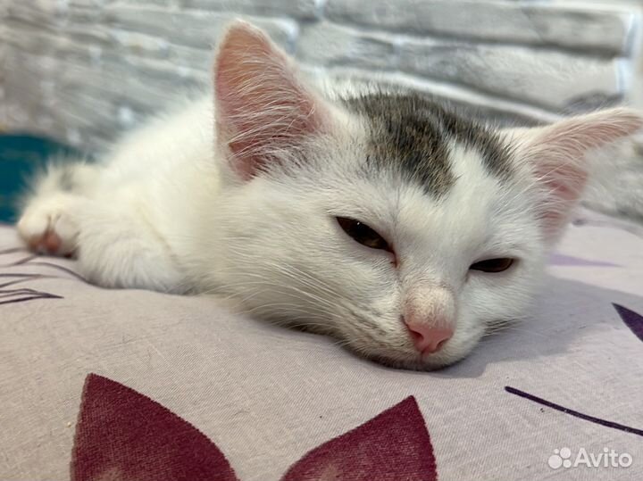 Котенок без породы