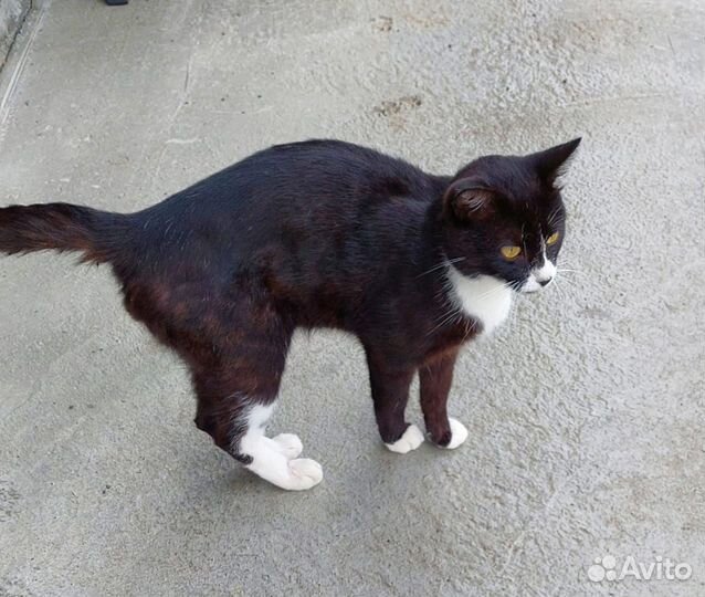 Котик-подросток в добрые руки