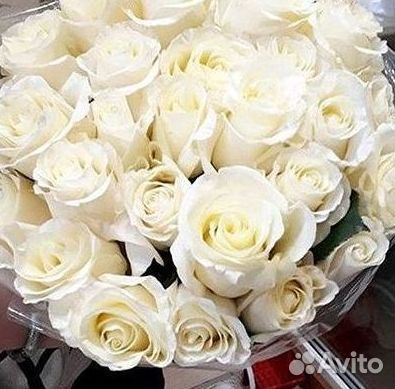 Розы гиганты 140 150 160 170 180 200