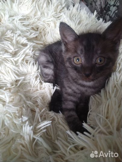 Отдам бесплатно. Привезу на дом