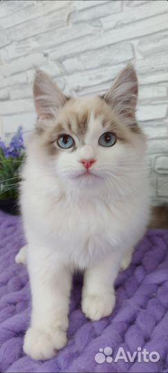 Котята рэгдолл ragdoll