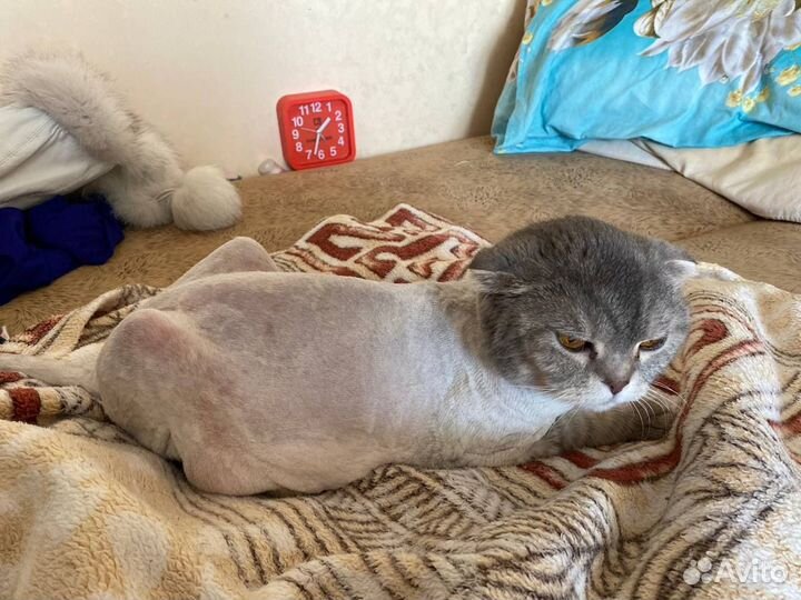 Новинка Стрижка (груминг) кошек с выездом на дом